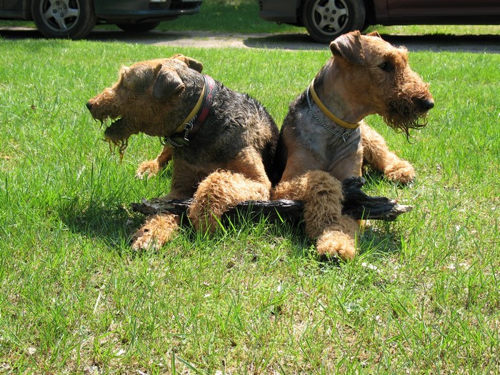 Two Airedale Terriers sitting on grass with a log