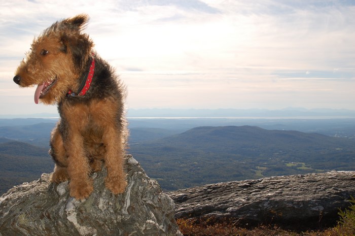 Airedale Terrier dog sitting on a rock overlooking mountains