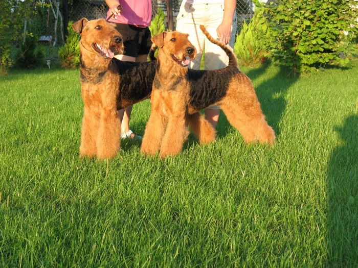 Two Airedale Terriers standing on grass