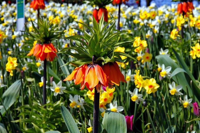 Crown Imperial Fritillaria and Daffodils in a Garden