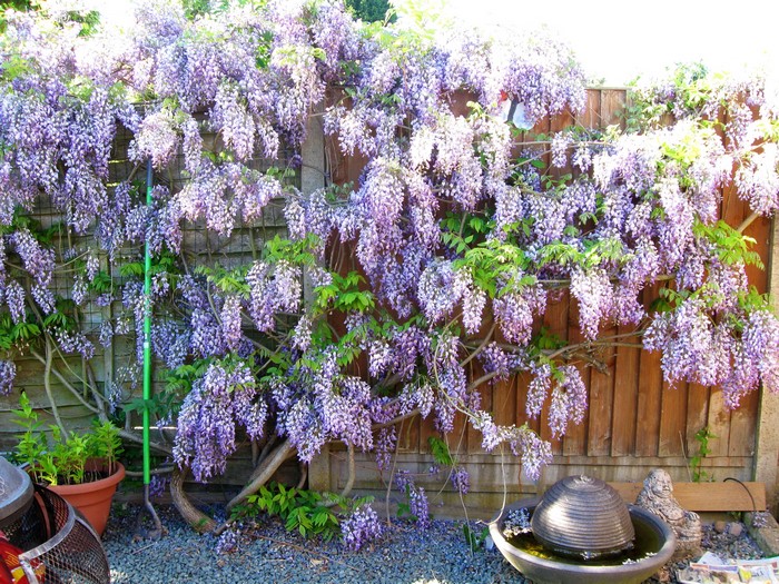 Wisteria vine cascading over a wooden fence