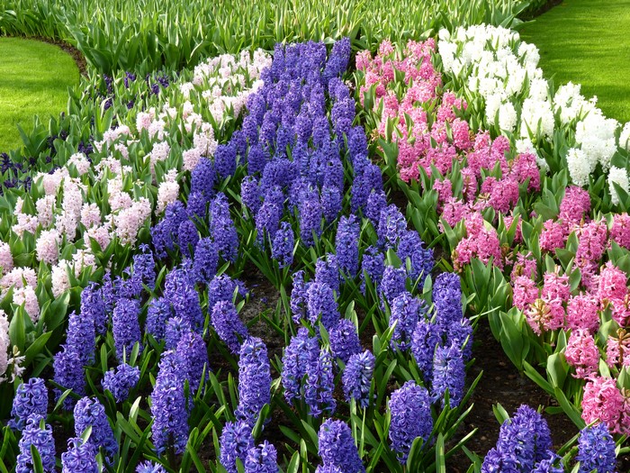 Hyacinths in a Park