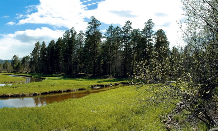 River flowing through a grassy meadow with pine trees
