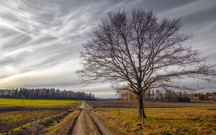 Bare tree on a dirt road in a rural landscape