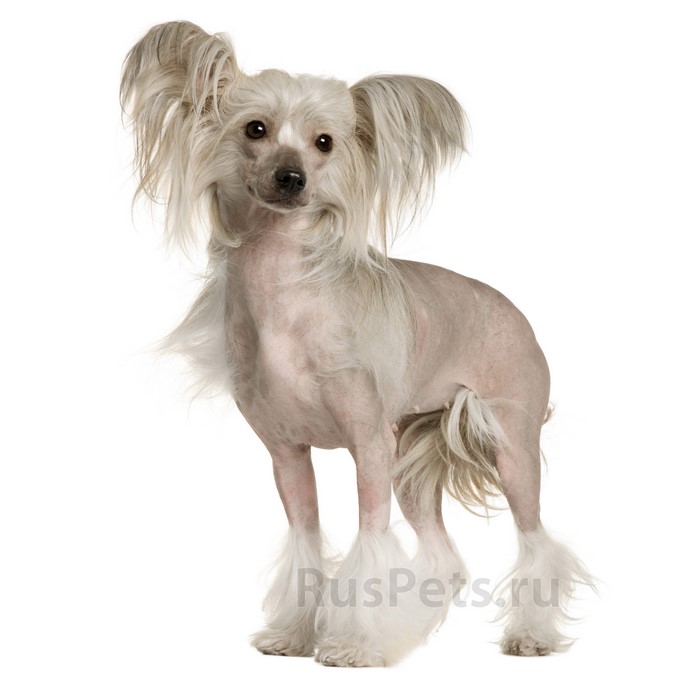 Chinese Crested Dog