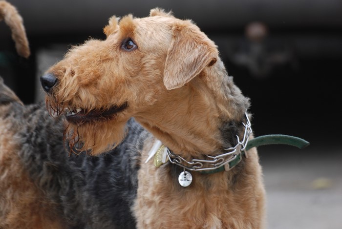 Airedale Terrier dog with collar
