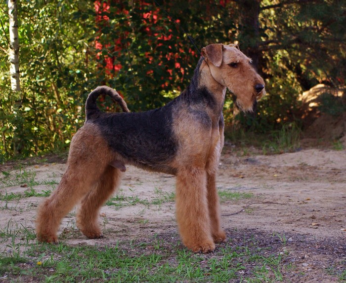 Airedale Terrier dog standing outdoors