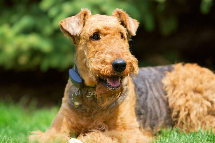Airedale Terrier dog lying on grass
