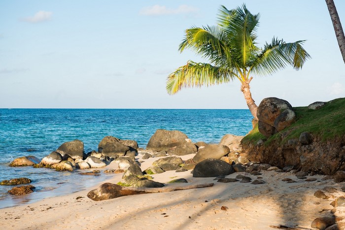 Palm tree on a rocky beach with blue ocean