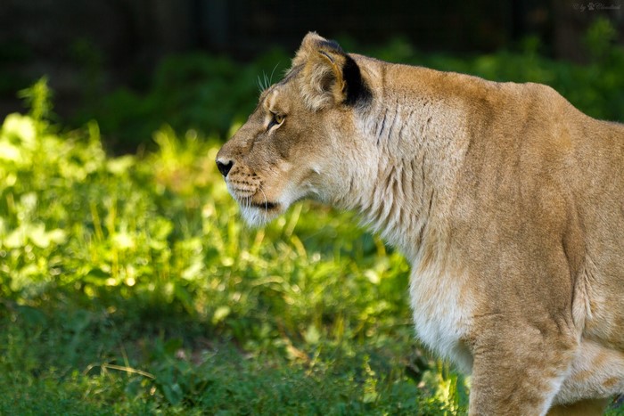 Lioness in grass