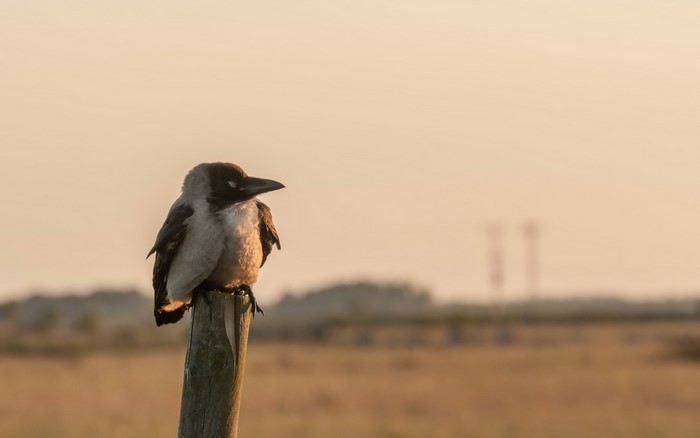 A crow perched on a wooden post at sunset