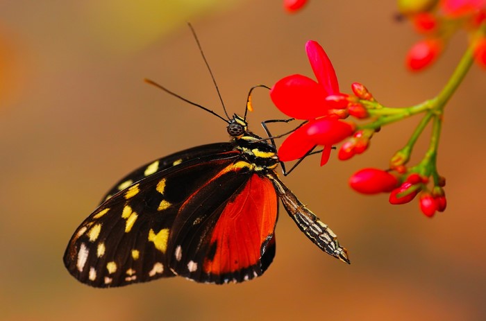 Tiger Longwing butterfly on red flowers