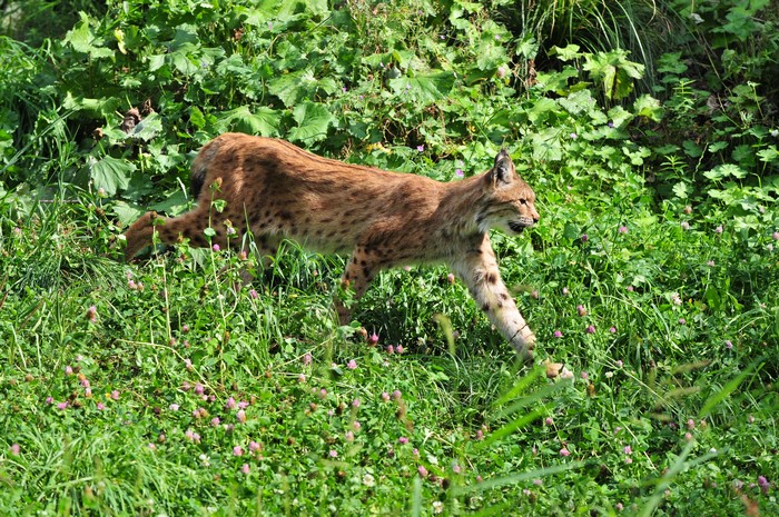 Lynx walking through green grass