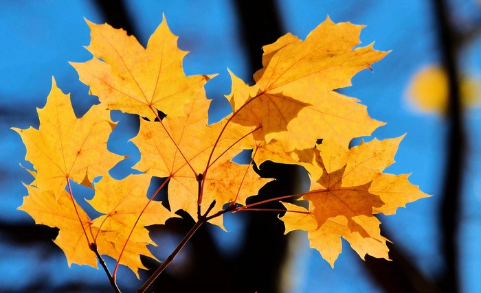 Yellow Maple Leaves in Autumn
