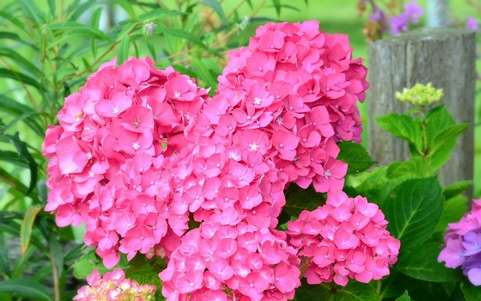 Pink Hydrangea Flowers in Garden