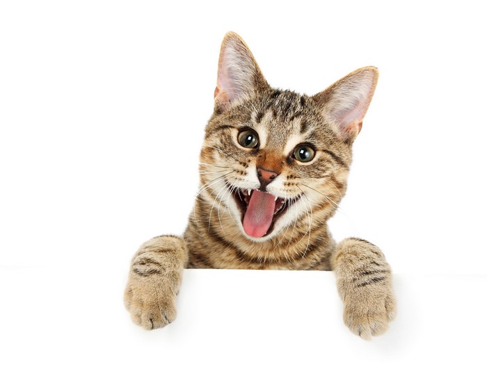 A tabby cat peeking over a white surface