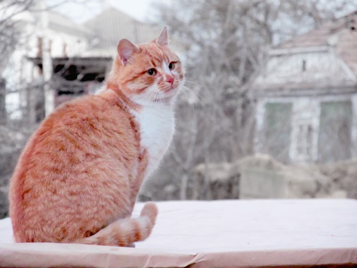 Ginger cat sitting on a table in winter