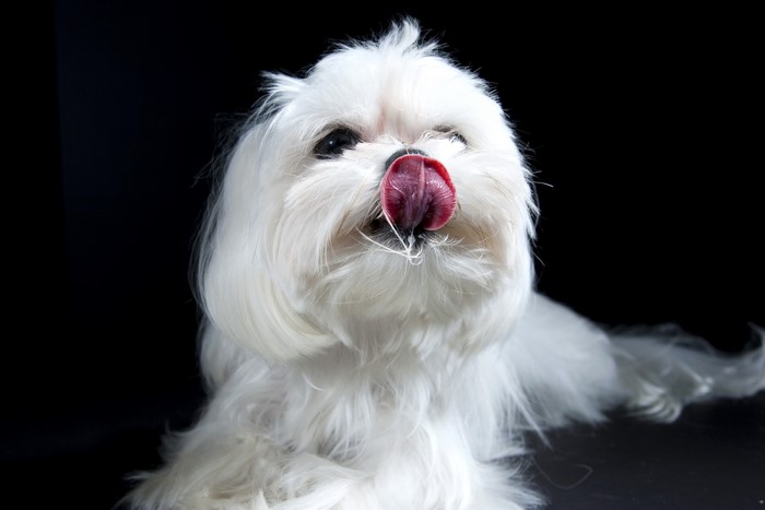 White Bolognese dog licking its nose on black background