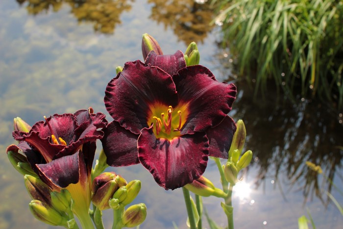 Dark red daylily flowers with buds by water