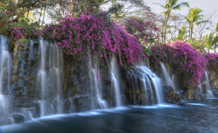 Tropical Waterfall with Purple Bougainvillea Flowers