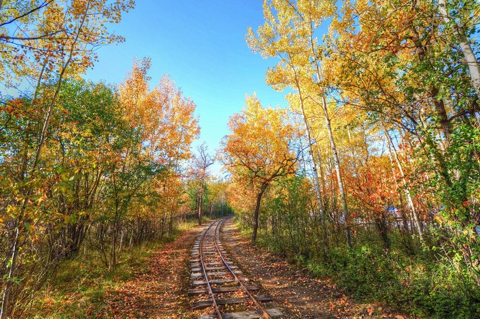 Railroad tracks through an autumn forest