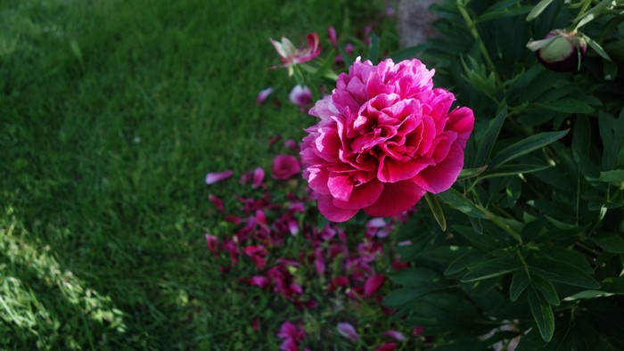 Pink Peony Flower in Garden