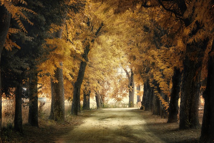 Autumn trees lining a dirt path