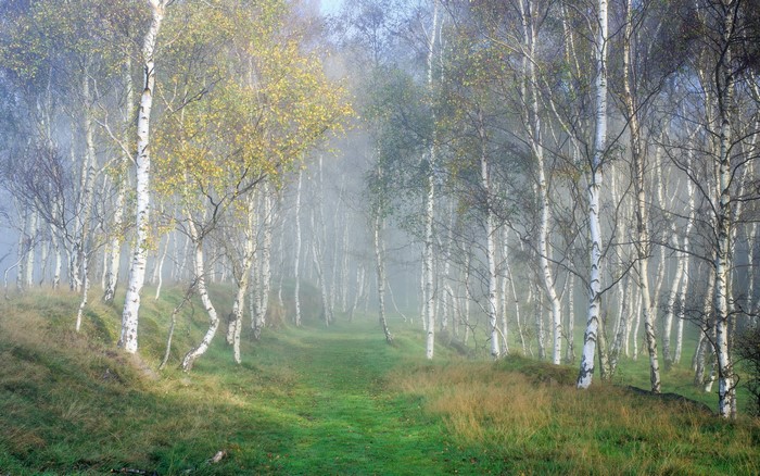Birch trees in fog with a grassy path