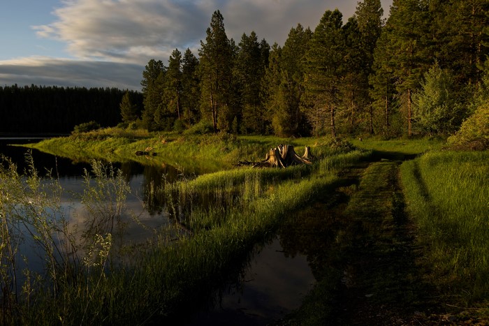 Riverbank with Forest and Dirt Road