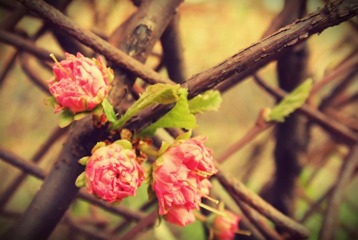 Pink rose buds on branches