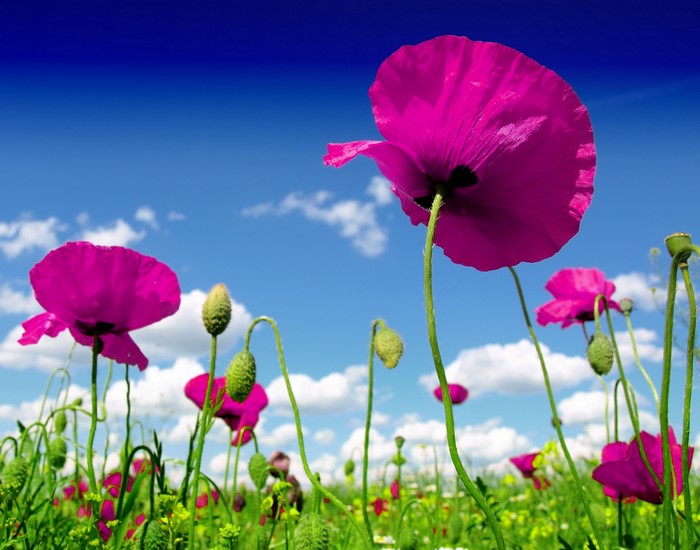 Pink Poppies in a Field Under a Blue Sky