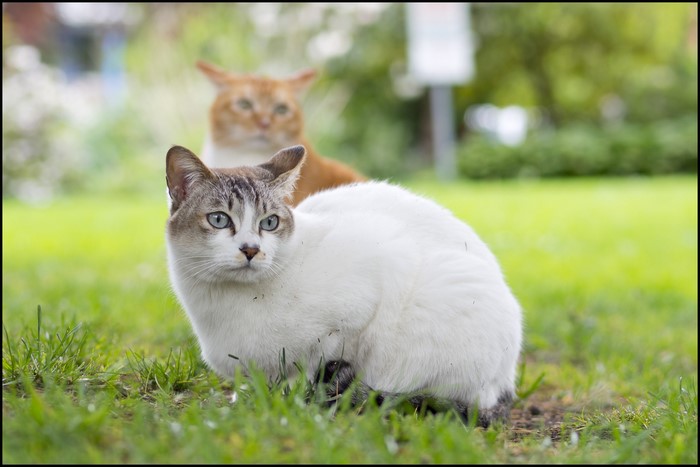 Two cats in grass