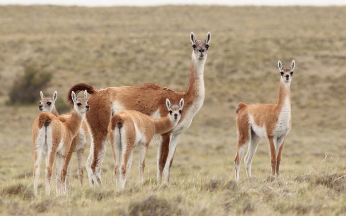 Guanacos in a grassy field