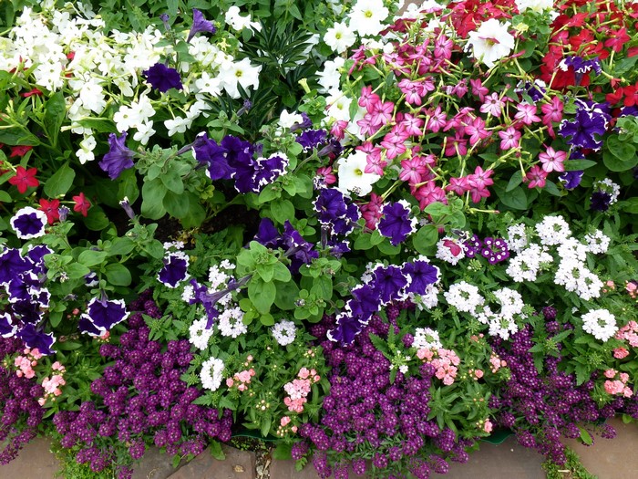 Colorful Blooming Petunias and Verbena Flowers