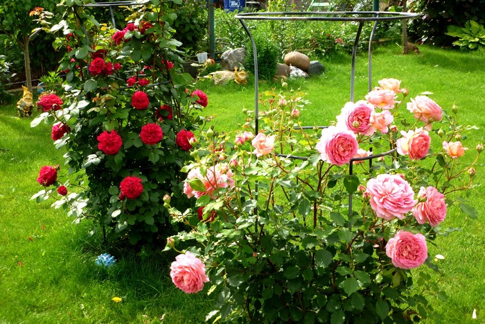 Garden with red and pink roses