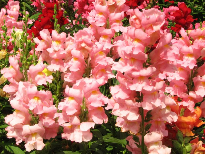 Pink and red snapdragons in a garden