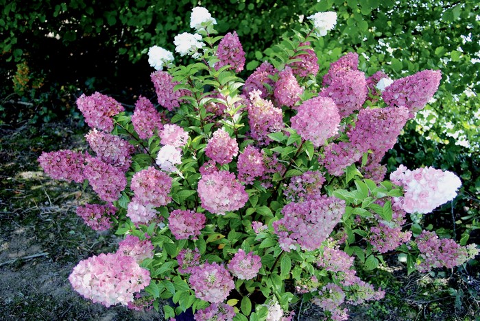 Pink and white hydrangea flowers in a garden