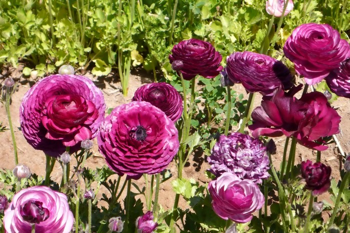 Deep purple Ranunculus flowers in a field