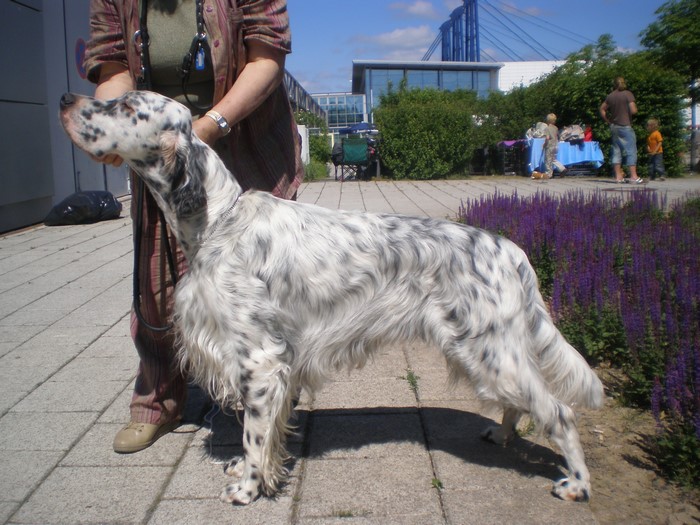 English Setter dog with handler outdoors