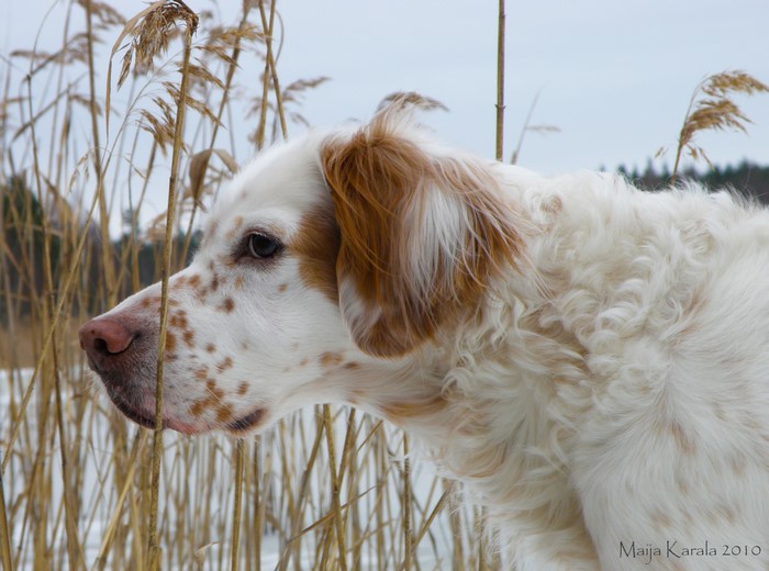 English Setter dog in reeds