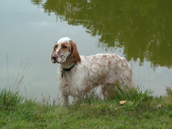 English Setter dog by a lake