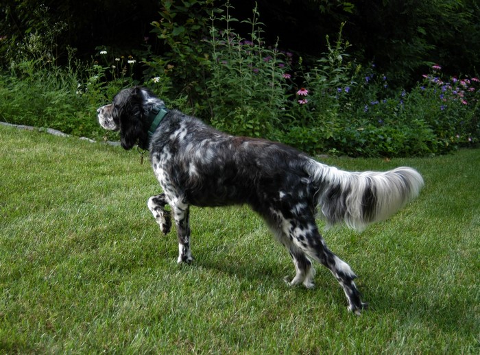 English Setter dog on grass with flowers