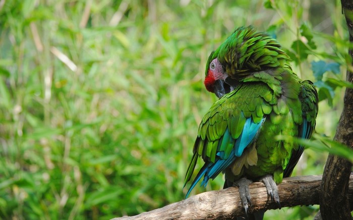Green parrot with blue wings perched on a branch