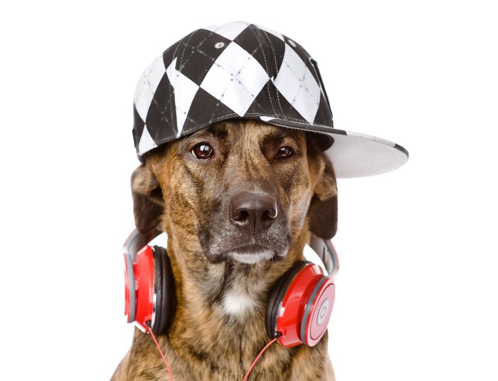 Dog wearing a baseball cap and headphones