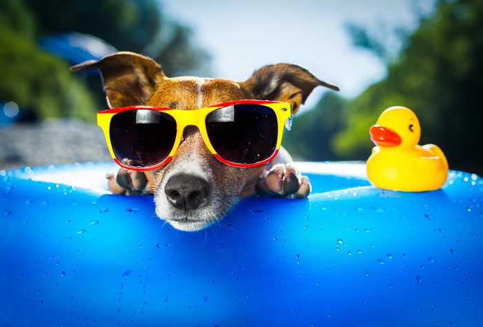 Jack Russell Terrier Dog Wearing Sunglasses with Rubber Duck
