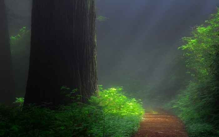 Misty forest path with sunbeams and large tree