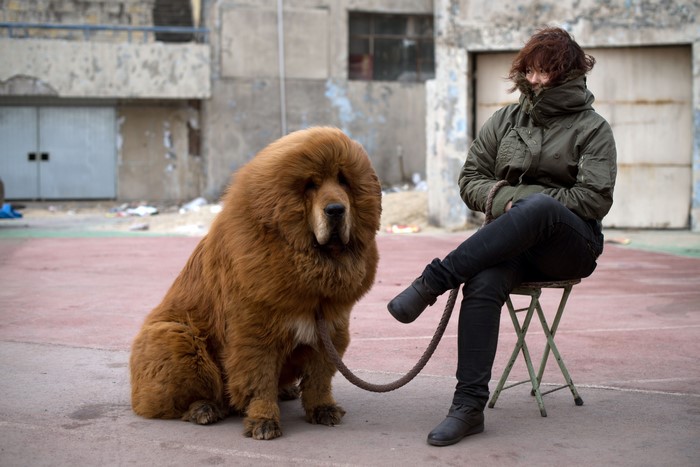 Tibetan Mastiff dog with a person