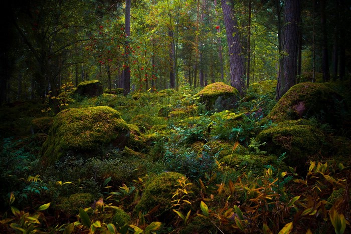 Mossy rocks and trees in a forest