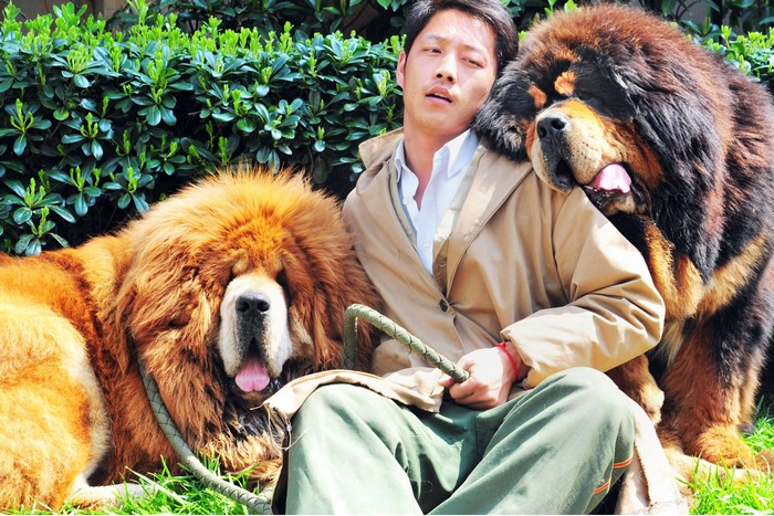 Man with two Tibetan Mastiffs