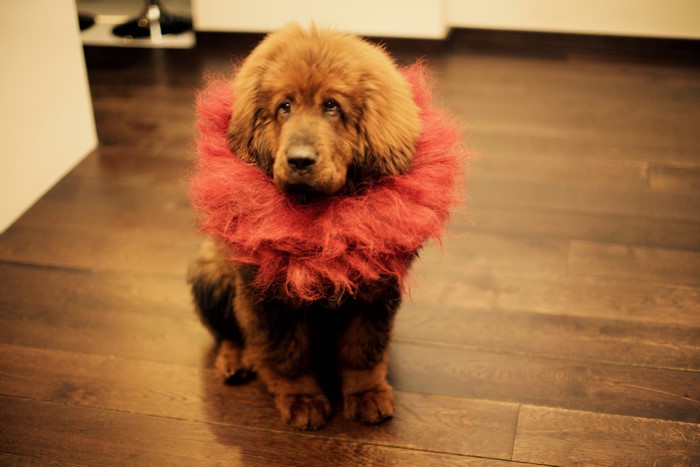 Tibetan Mastiff puppy with red fluffy collar